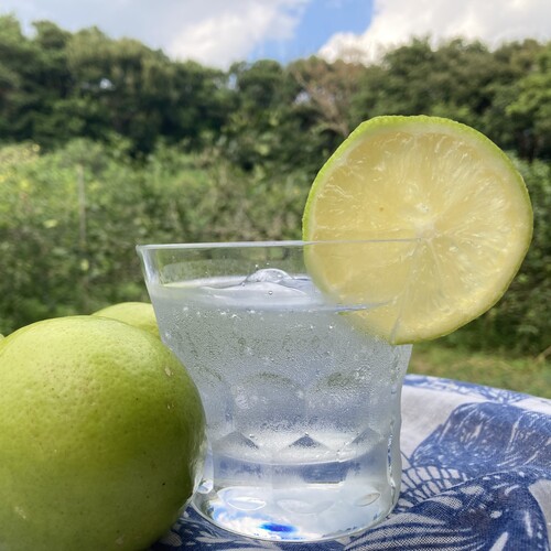 国産レモン5kg前後(マイヤーレモン)(無農薬・有機栽培同等品)_s26