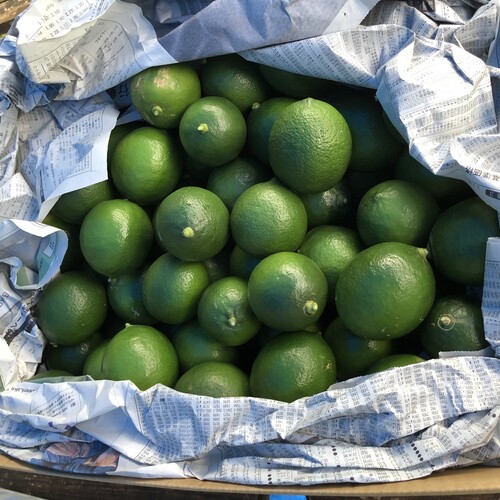 国産レモン5kg前後(マイヤーレモン)(無農薬・有機栽培同等品)_s26