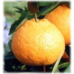 愛媛県 無茶々園の伊予柑7kg_s50