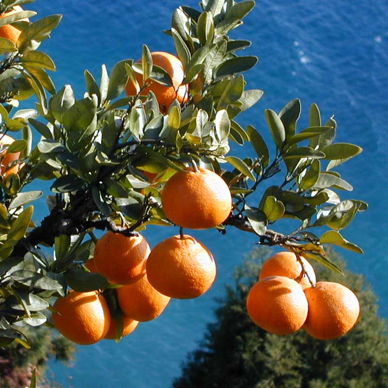 愛媛県 無茶々園の伊予柑7kg_s50