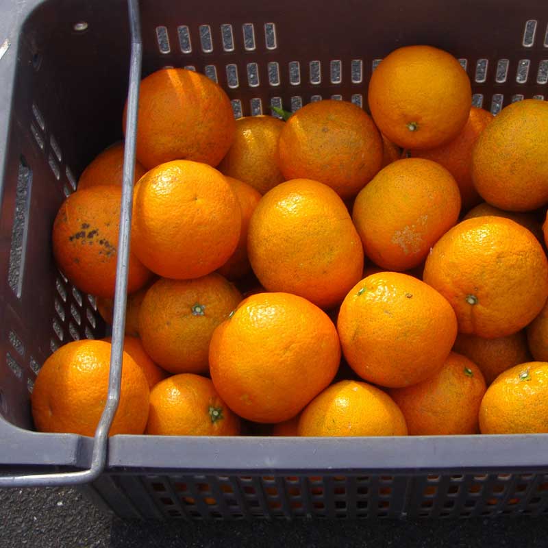 愛媛県 無茶々園の伊予柑7kg_s50