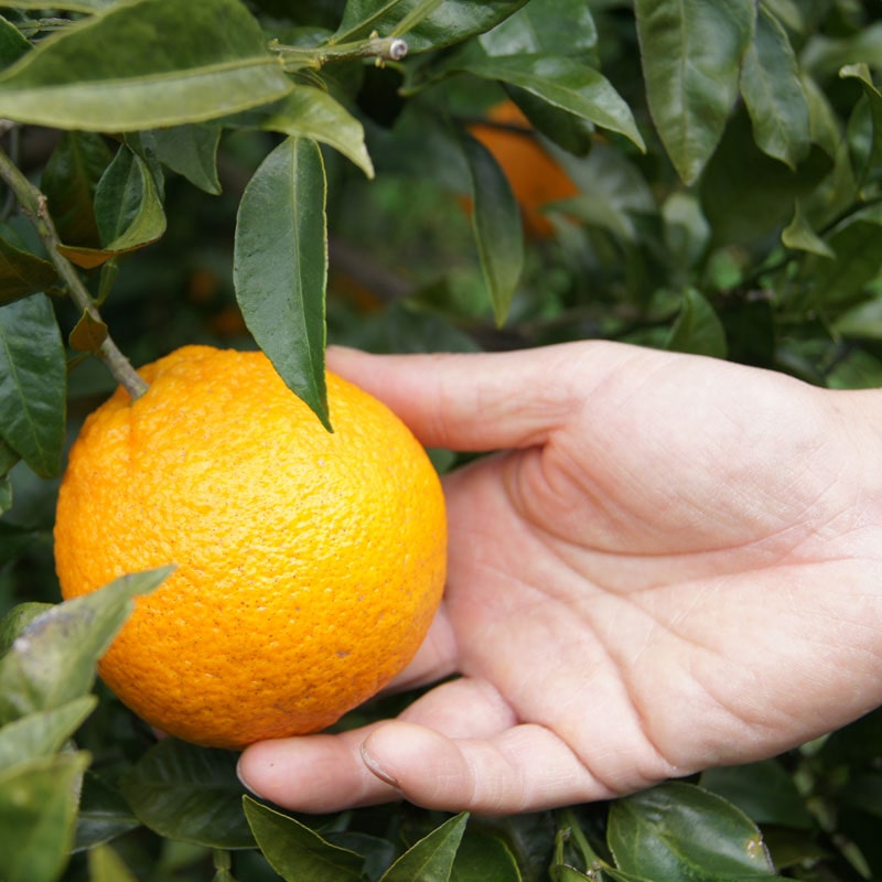 愛媛県 無茶々園の不知火3kg_s50