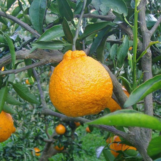 愛媛県 無茶々園の不知火3kg_s50