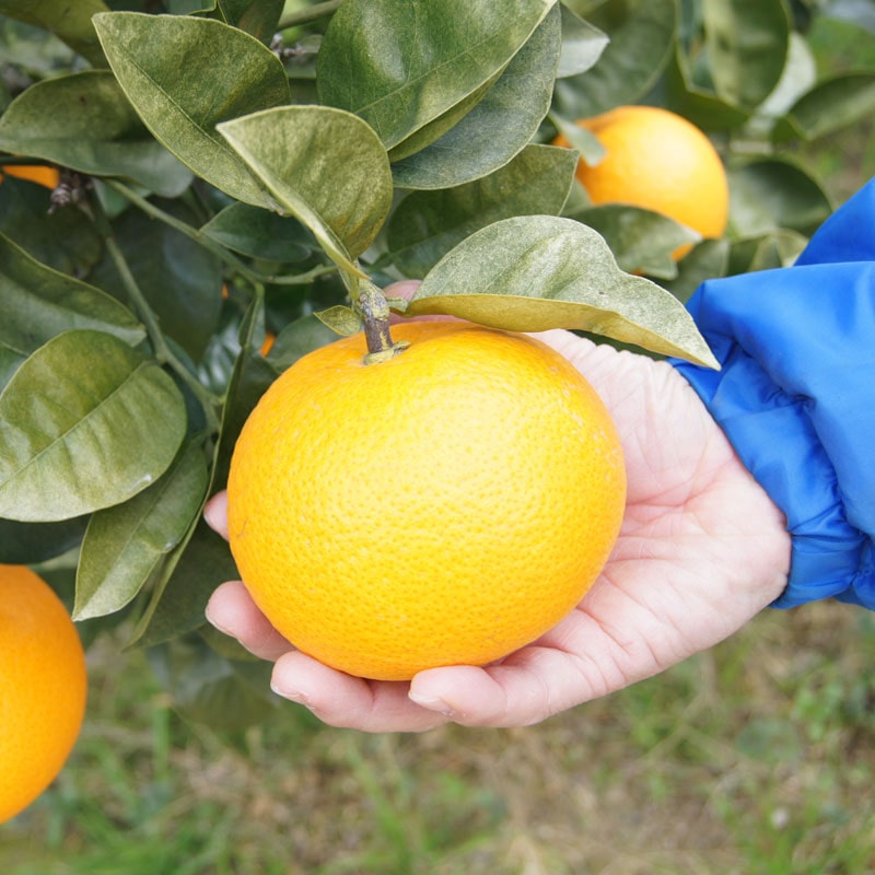 愛媛県 無茶々園のはっさく3kg_s50