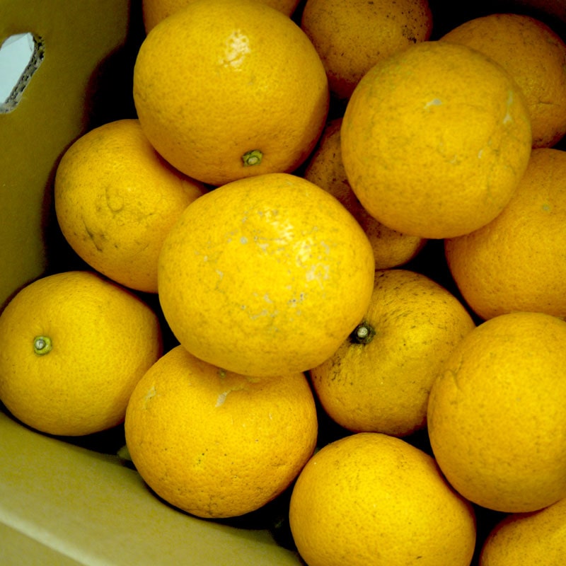 愛媛県 無茶々園のはっさく3kg_s50