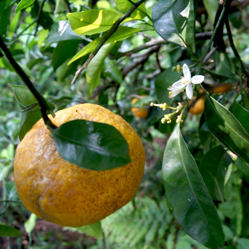 愛媛県 無茶々園の甘夏3kg_s50