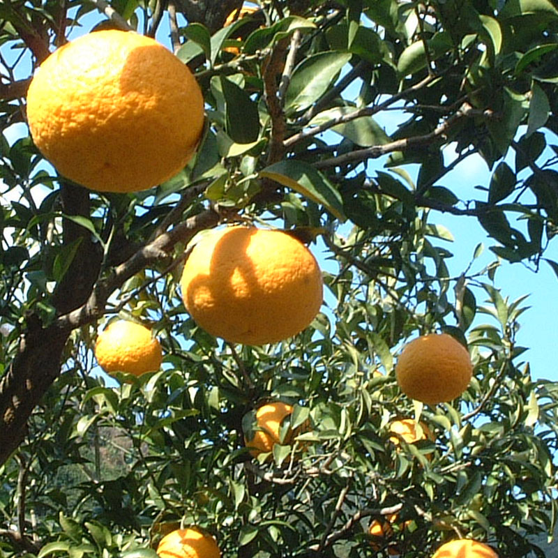 愛媛県 無茶々園の甘夏3kg_s50