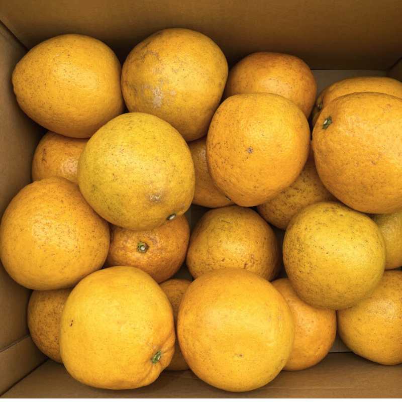 愛媛県 無茶々園のジューシーフルーツ3kg_s50