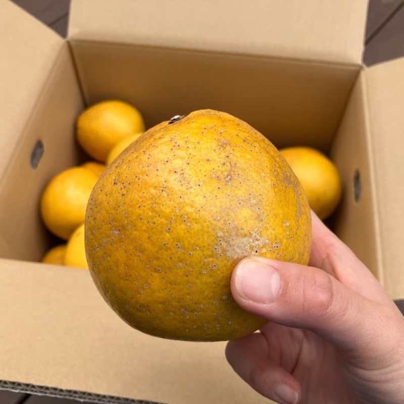 愛媛県 無茶々園のジューシーフルーツ3kg_s50