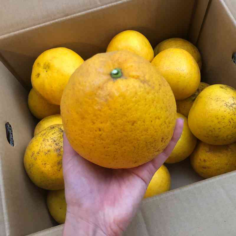 愛媛県 無茶々園のジューシーフルーツ3kg_s50