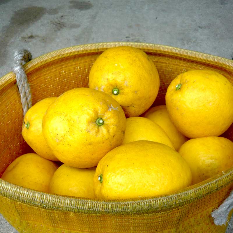 愛媛県 無茶々園のジューシーフルーツ3kg_s50