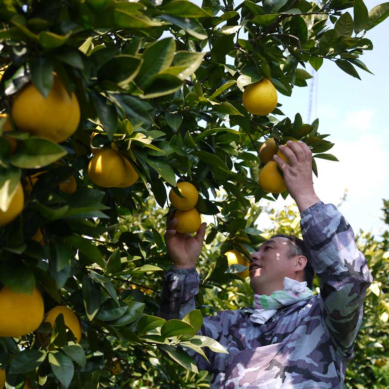 愛媛県 無茶々園のジューシーフルーツ3kg_s50