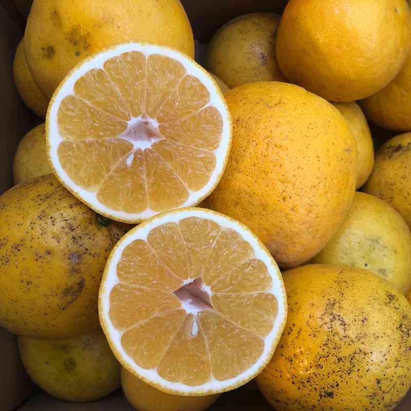 愛媛県 無茶々園のジューシーフルーツ3kg_s50