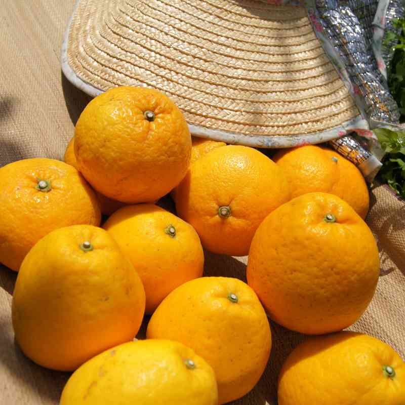 愛媛県 無茶々園のジューシーフルーツ3kg_s50