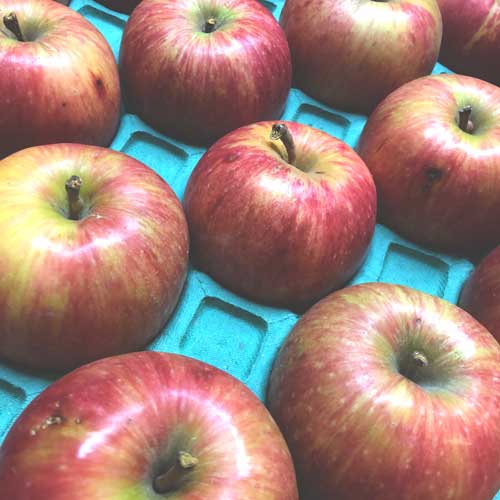 無農薬りんご4kg(青森県産)(家庭用)(有機栽培同等)_s26