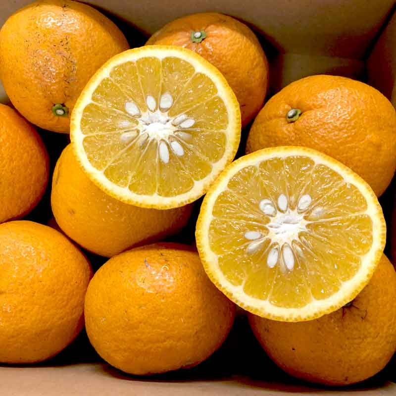 愛媛県 無茶々園の甘夏7kg_s50