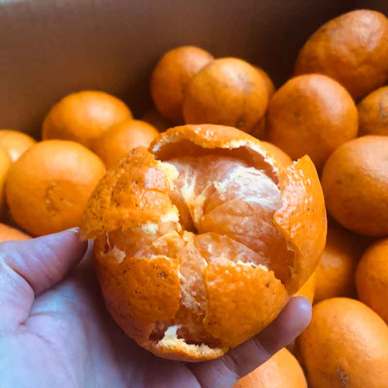 愛媛県 無茶々園のなつみ(南津海)3kg_s50