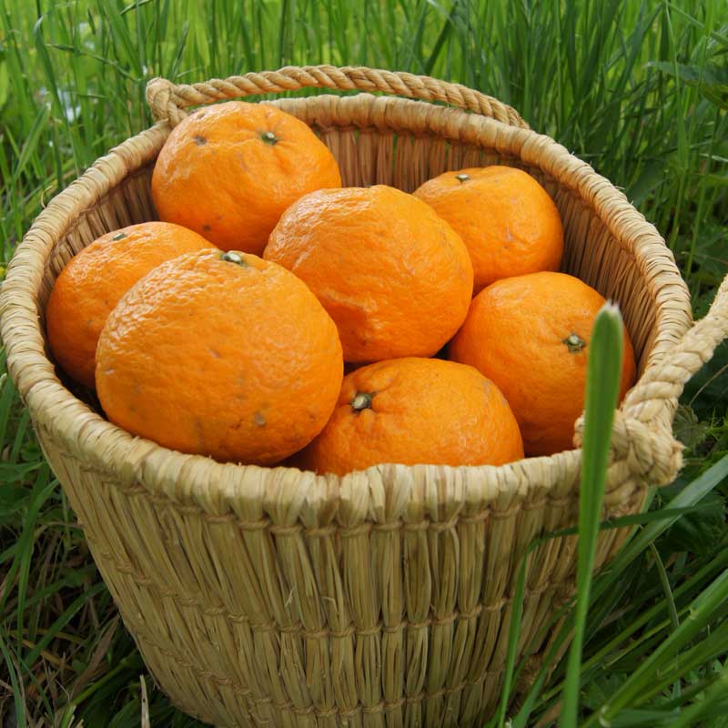 愛媛県 無茶々園のなつみ(南津海)3kg_s50