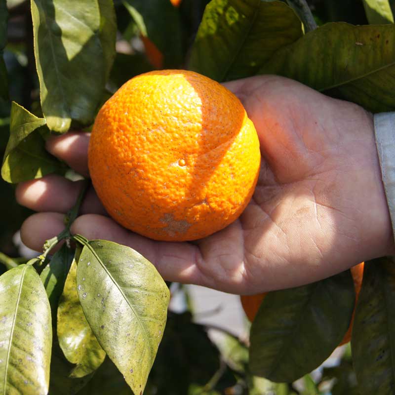 愛媛県 無茶々園のなつみ(南津海)3kg_s50