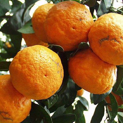 愛媛県 無茶々園のなつみ(南津海)7kg_s50