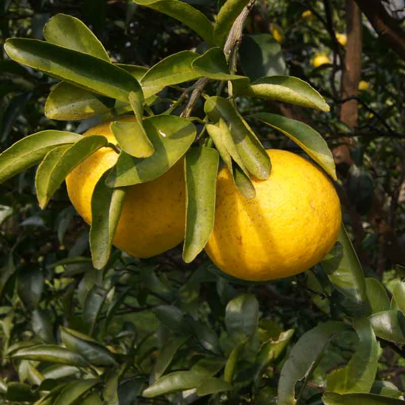 愛媛県 無茶々園のニューサマーオレンジ7kg_s50