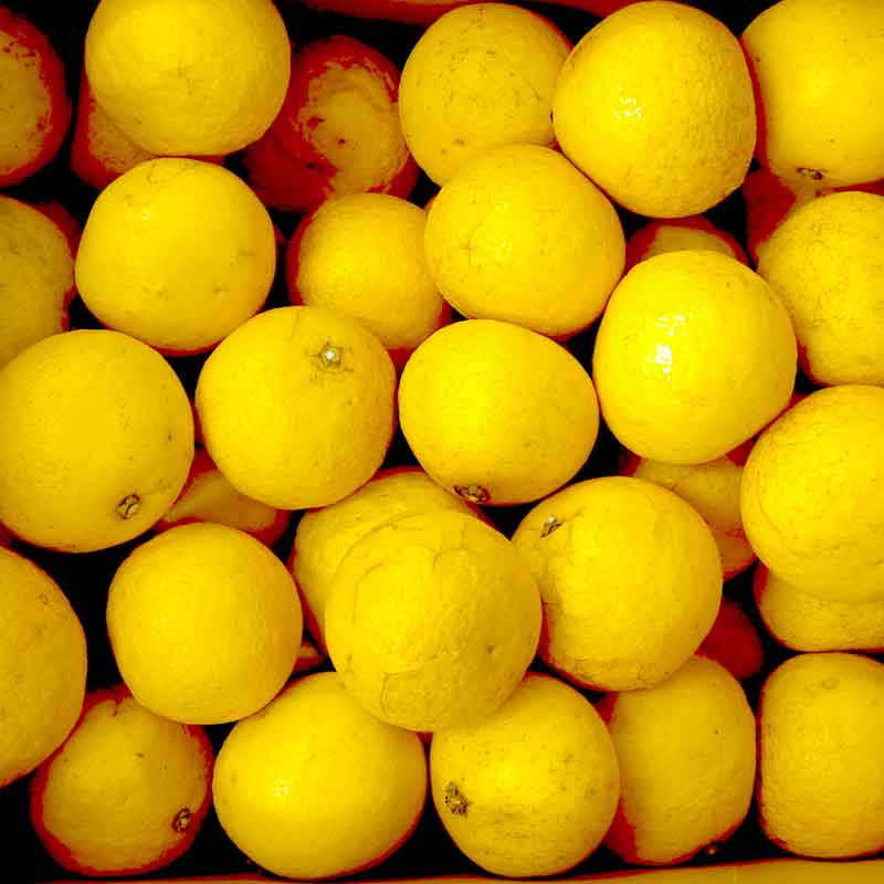 愛媛県 無茶々園のニューサマーオレンジ7kg_s50