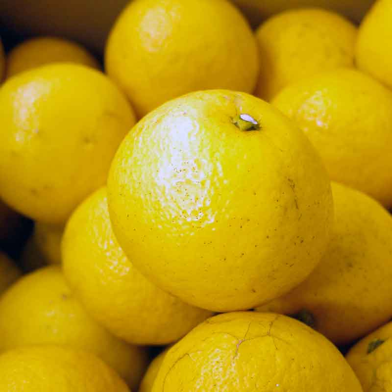 愛媛県 無茶々園のニューサマーオレンジ7kg_s50