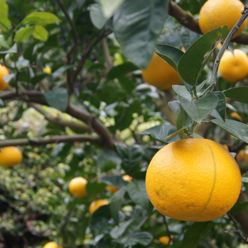 愛媛県 無茶々園のはっさく7kg_s50