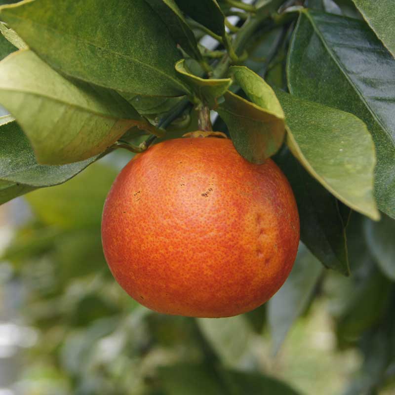 【数量限定】愛媛県 無茶々園のブラッドオレンジ7kg_s50