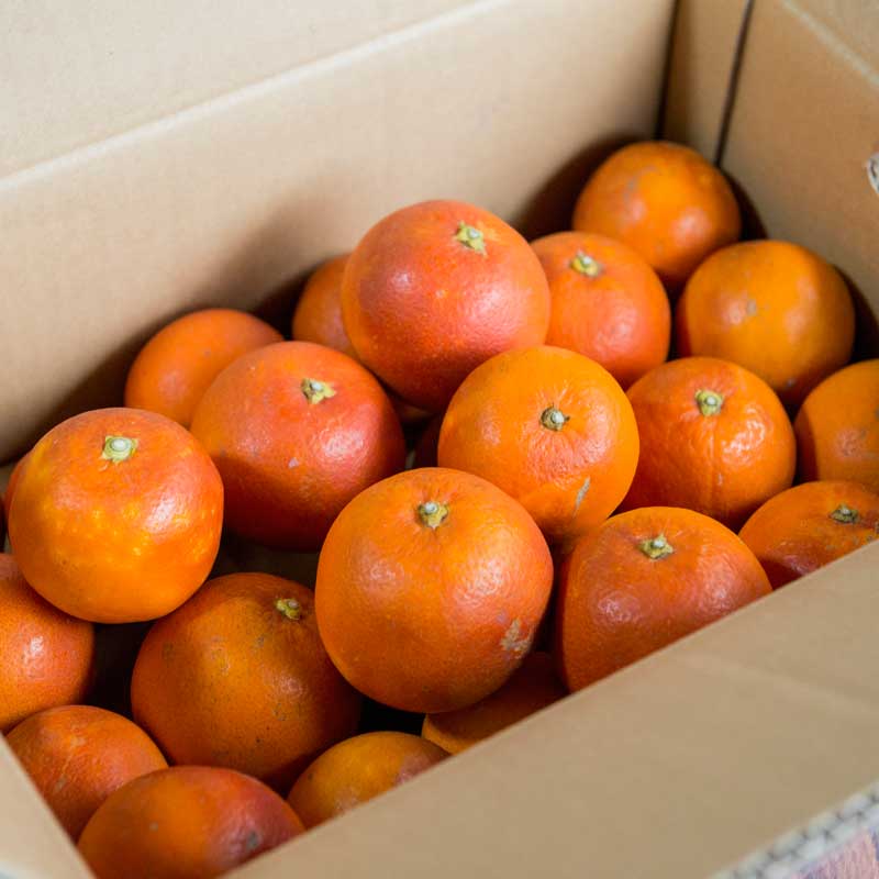 【数量限定】愛媛県 無茶々園のブラッドオレンジ7kg_s50