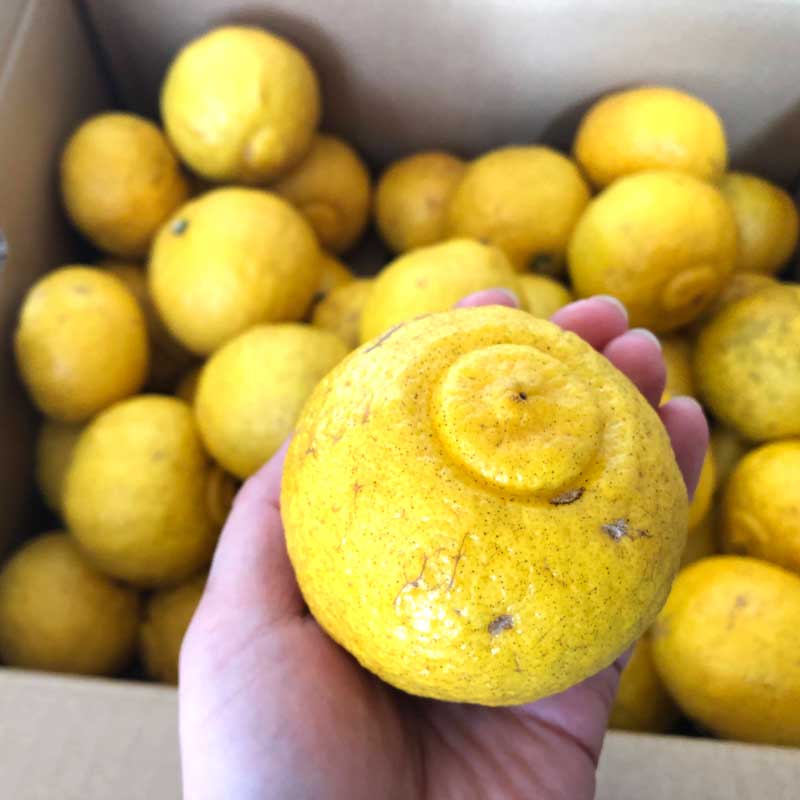 愛媛県 無茶々園のはるか3kg_s50