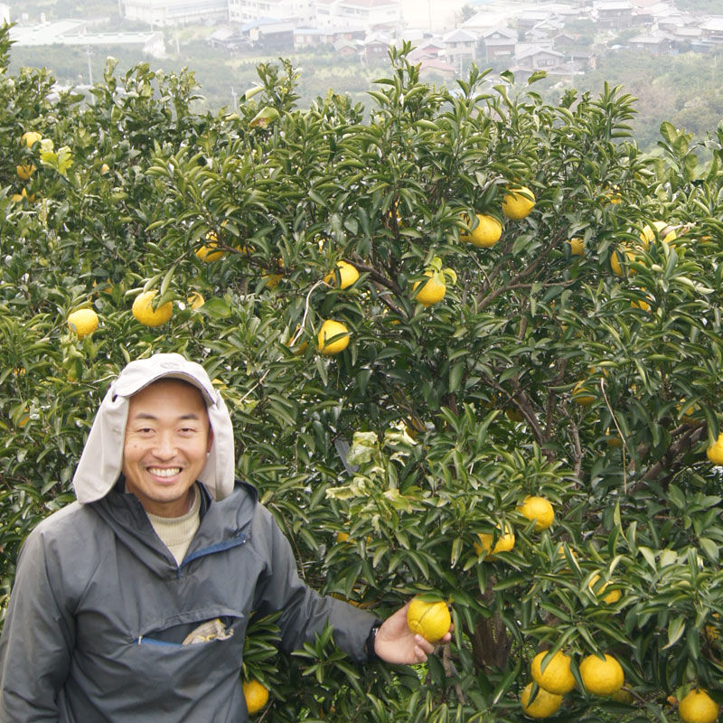 愛媛県 無茶々園のはるか3kg_s50