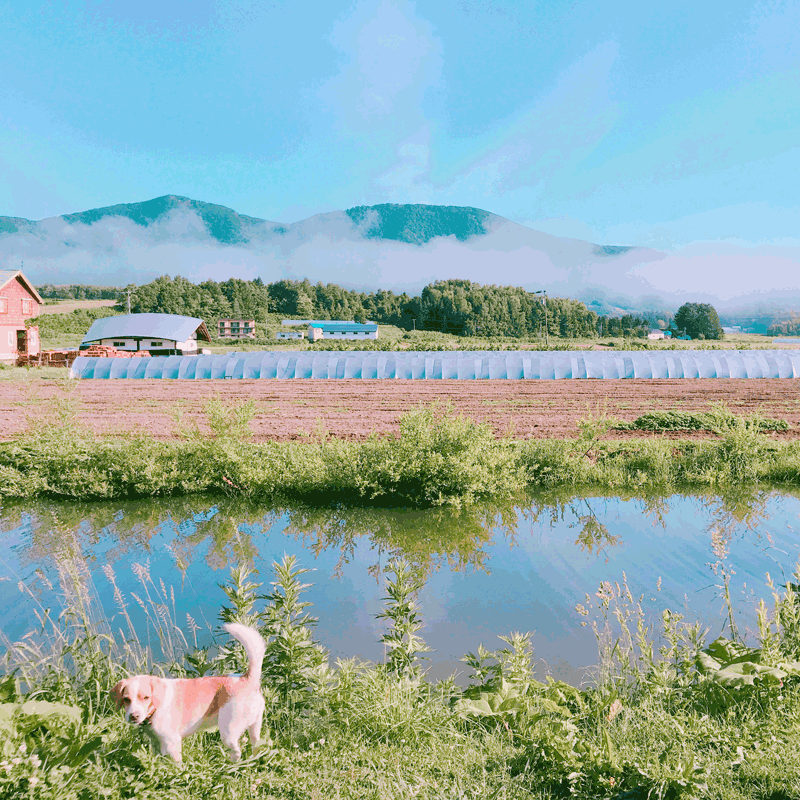 北海道滝本農場の完熟濃厚にんにく2kg(有機栽培)_s25