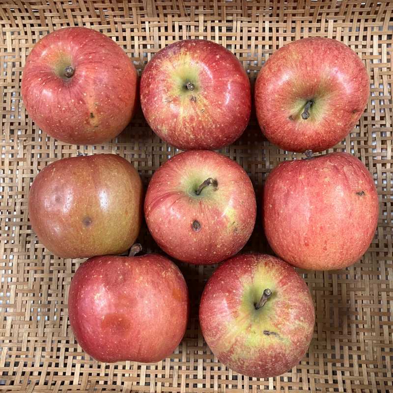 ジュース用りんご2kg(青森県産)(特別栽培)_s26