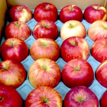ジュース用りんご5kg(青森県産)(特別栽培)_s26
