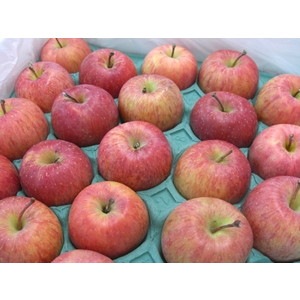 ジュース用りんご10kg(青森県産)(特別栽培)_s26