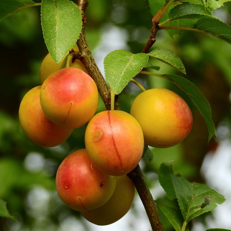 無茶々園の梅干し用梅5kg_s50
