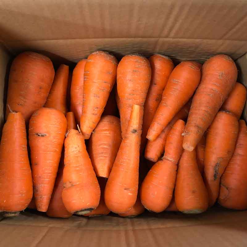 無農薬人参ジュース用5kg(わけあり)【有機栽培同等】_s26