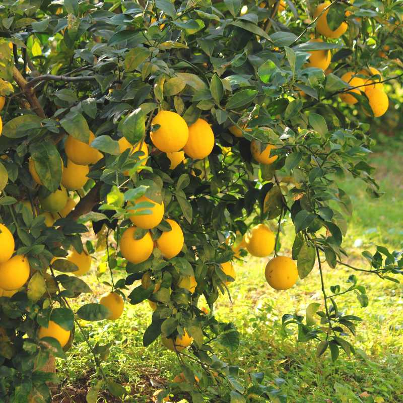 国産レモン5kg前後(無農薬・有機栽培同等品)_s26