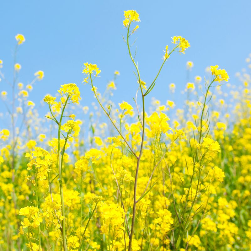 平田産業の一番搾り純正菜種油(1250g)_s10