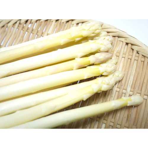 北海道滝本農場の有機栽培ホワイトアスパラ1kg_s25