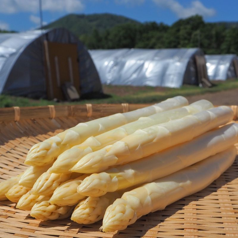 北海道滝本農場の有機栽培ホワイトアスパラ1kg_s25