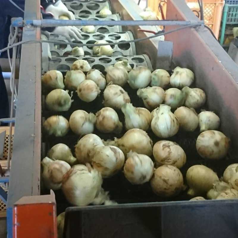 塩たまちゃん3kg(熊本県産)_s26