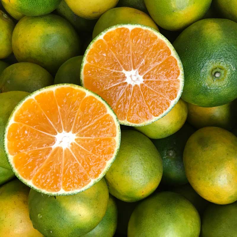 佐藤さん家の温州みかん5kg(有機栽培同等品)(佐賀県産)_s22