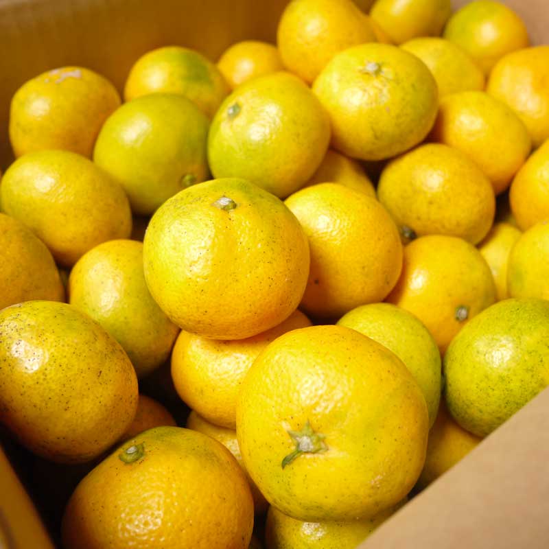 佐藤さん家の温州みかん5kg(有機栽培同等品)(佐賀県産)_s22