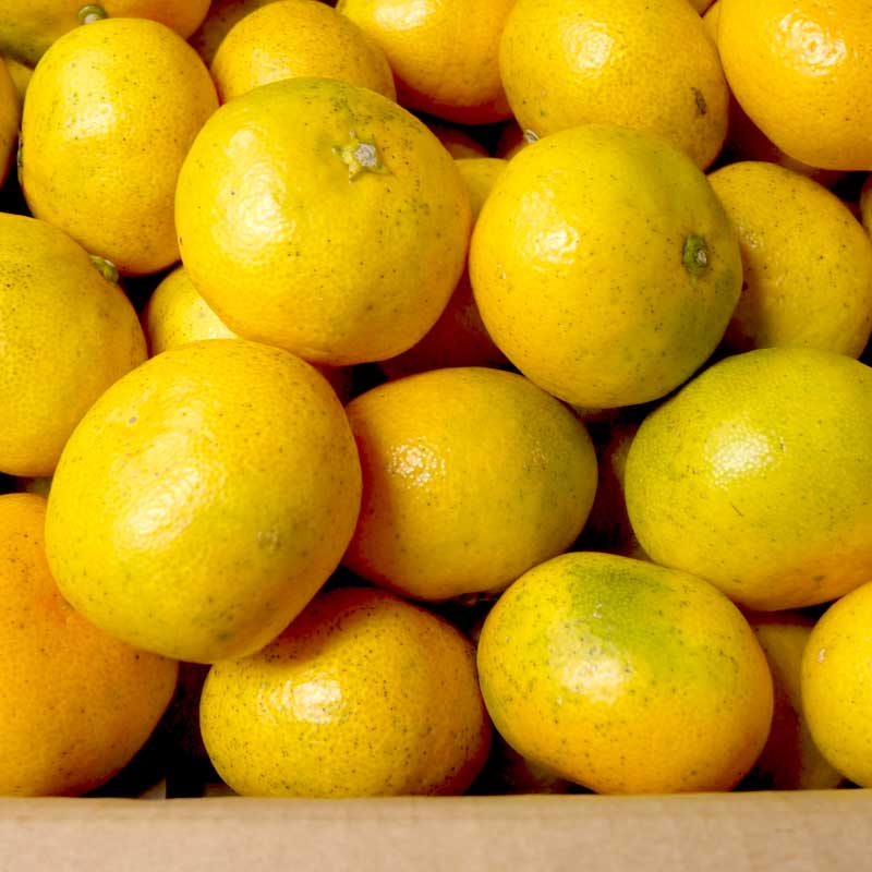 佐藤さん家の温州みかん10kg(有機栽培同等品)(佐賀県産)_s22