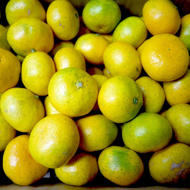 佐藤さん家の温州みかん10kg(有機栽培同等品)(佐賀県産)_s22