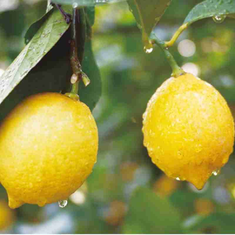 無茶々園のレモン3kg(特別栽培)(愛媛県産)_s50