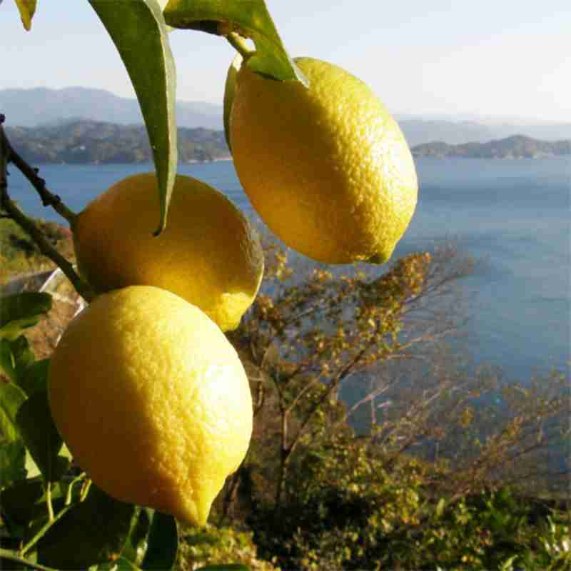 無茶々園のレモン3kg(特別栽培)(愛媛県産)_s50