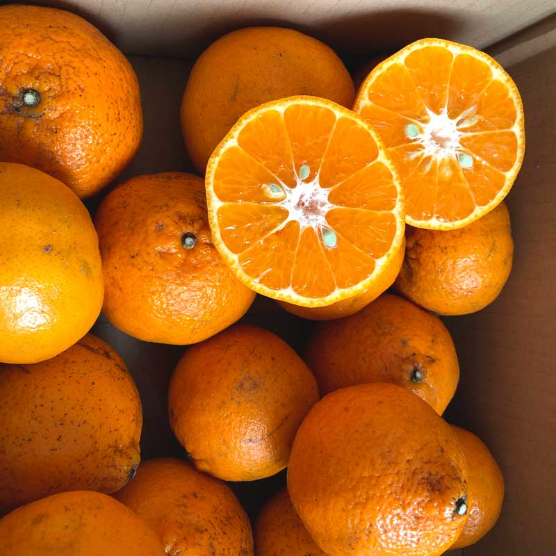 佐藤さん家の有機ぽんかん5kg(サイズM～2L)(佐賀県産)_s22